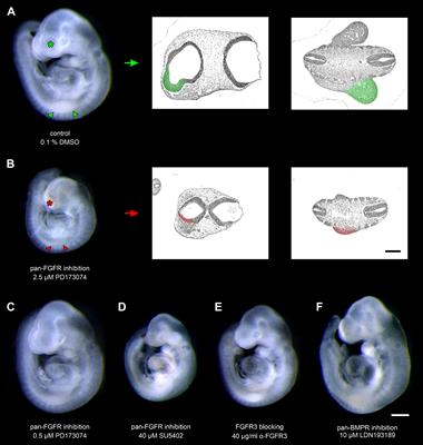 Responses of Epibranchial Placodes to Disruptions of the FGF and BMP Signaling Pathways in Embryonic Mice